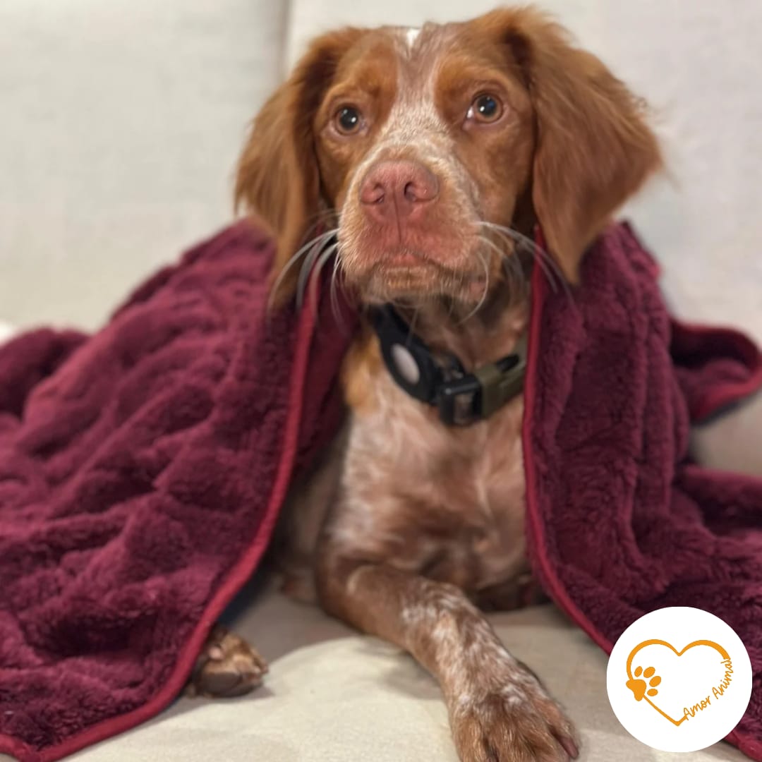 Colcha de peluche para perros - Amor Animal
