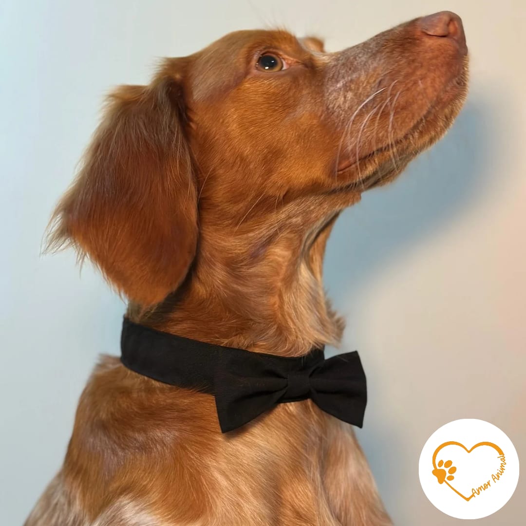 Michi para perros - Amor Animal