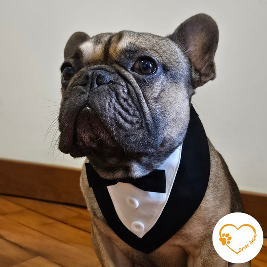 Bandana esmoquin para perros - Amor Animal