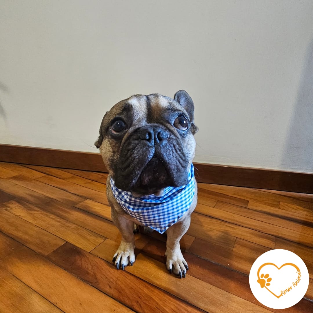 Bandana a cuadros para mascotas