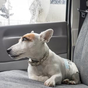 Perrito echado con pañal.