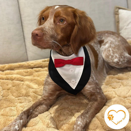 Bandana esmoquin para perros - Amor Animal