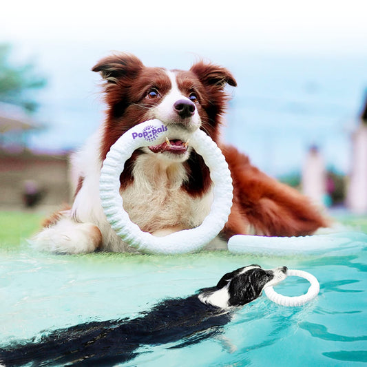 Pop-Pals Everlasting Flying Ring - Aro volador