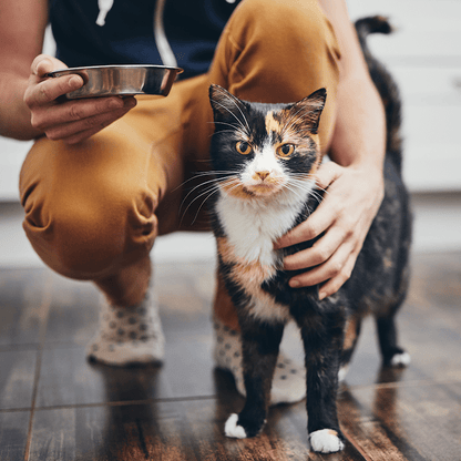 S5 Nutram Adult & Senior Cat 5.4 kg - Gato adulto & senior